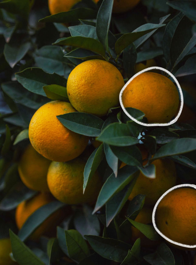 An image of oranges, with their natural imperfections symbolizing that errors are a valuable part of the learning process.