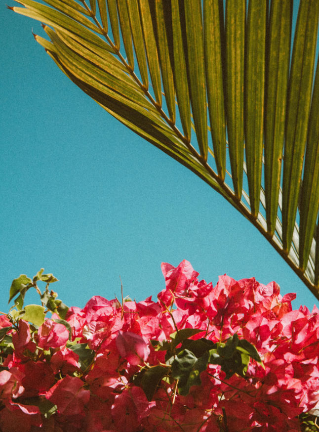 A photograph of plants emphasizing their natural beauty and a sense of refined execution.